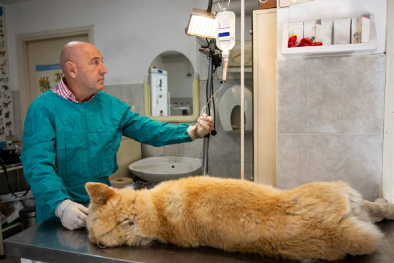 Tratamento de Ozonioterapia para Cães e Gatos Brás - Ozonioterapia para Gatos