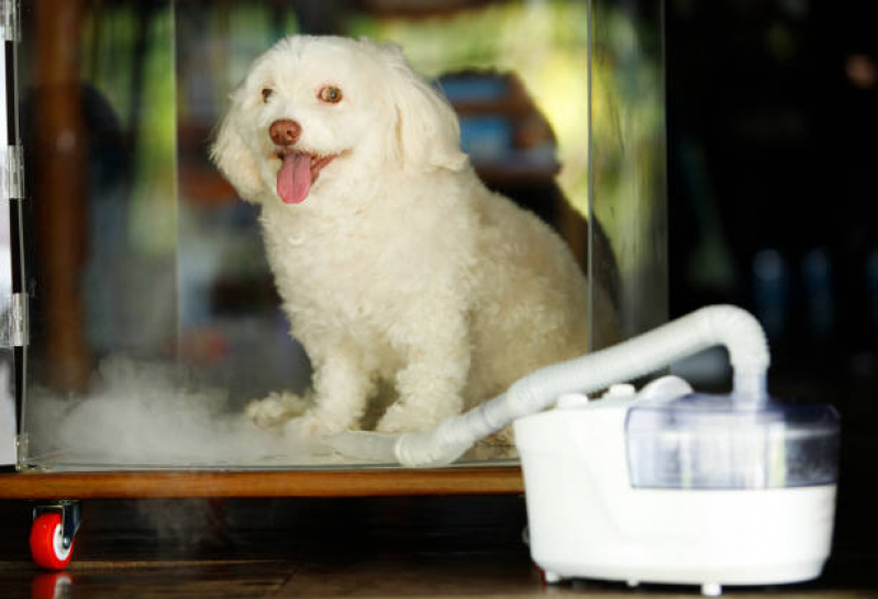 Tratamento de Ozonioterapia para Cães Vila Claudia - Ozonioterapia para Pets
