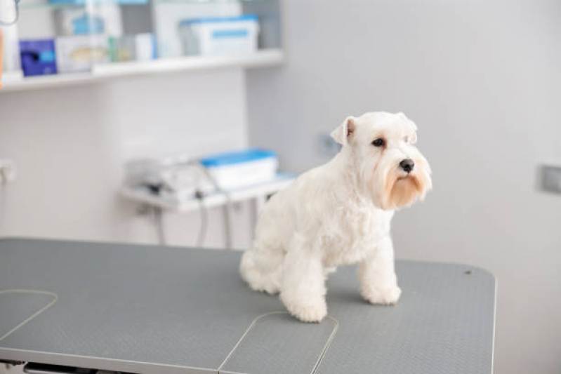 Tratamento de Ozonioterapia para Pets Parque Santo Eduardo - Ozonioterapia para Animais de Pequeno Porte