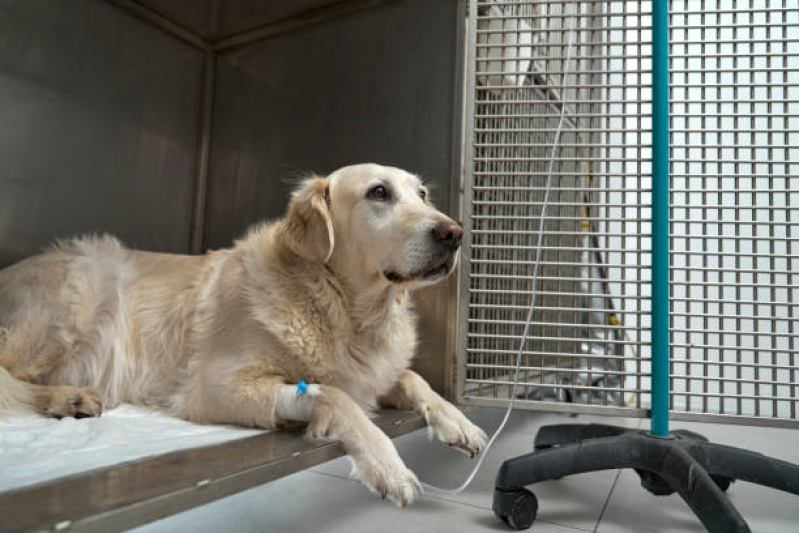 Tratamento de Ozonioterapia Pet Funeraria - Ozonioterapia para Pets